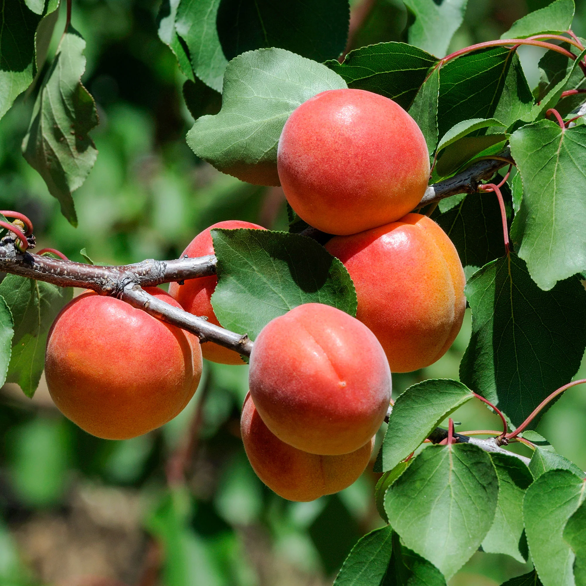Miniature 2