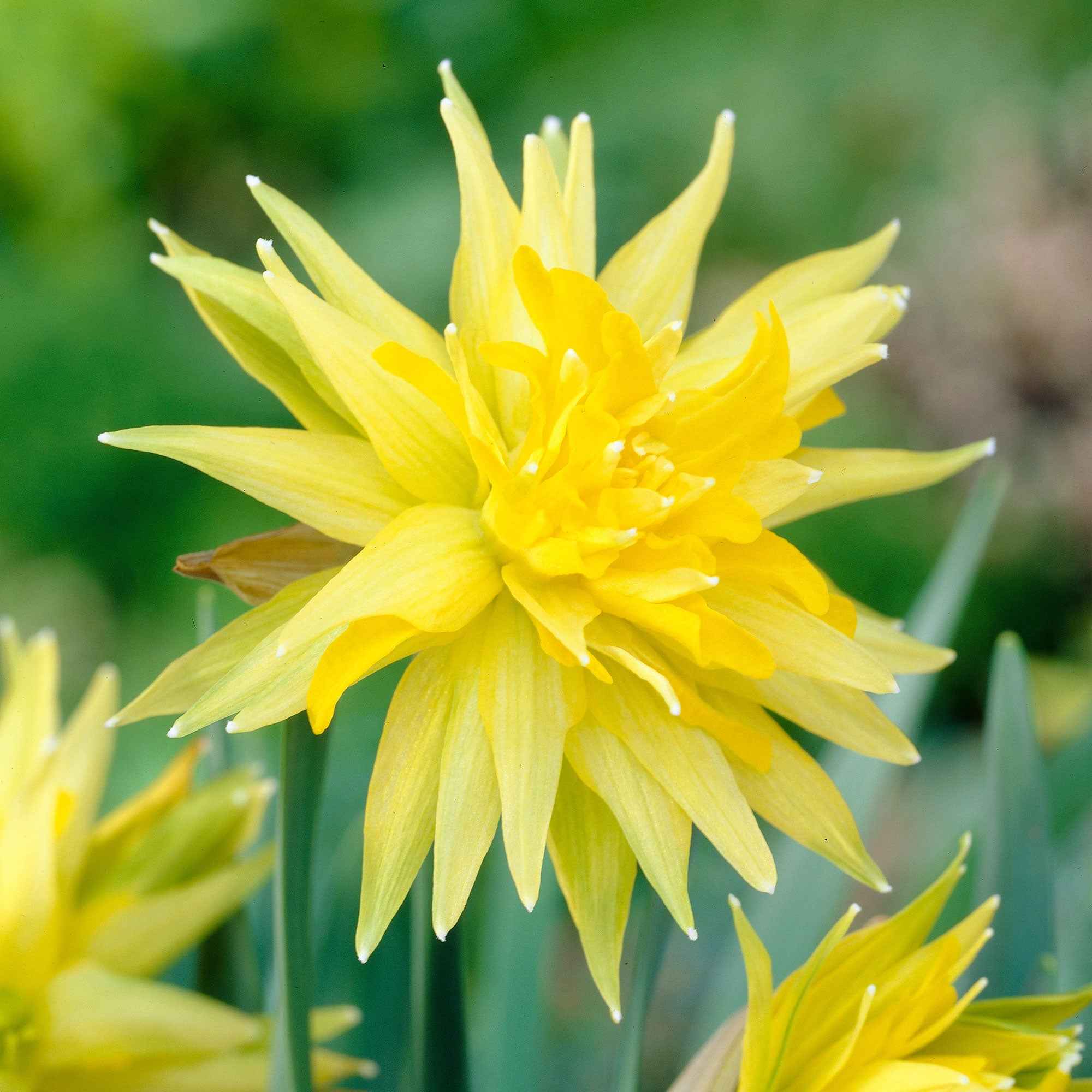 Miniature 1