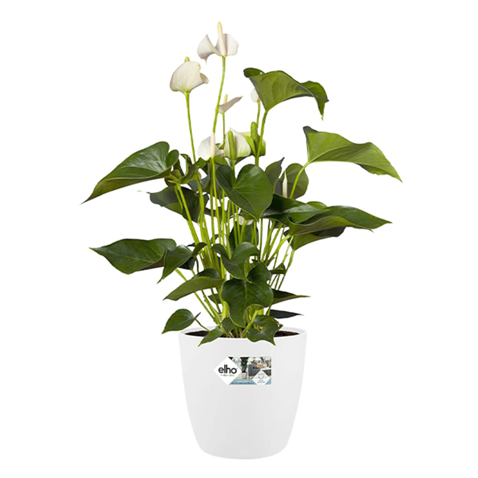 Image du produit 8