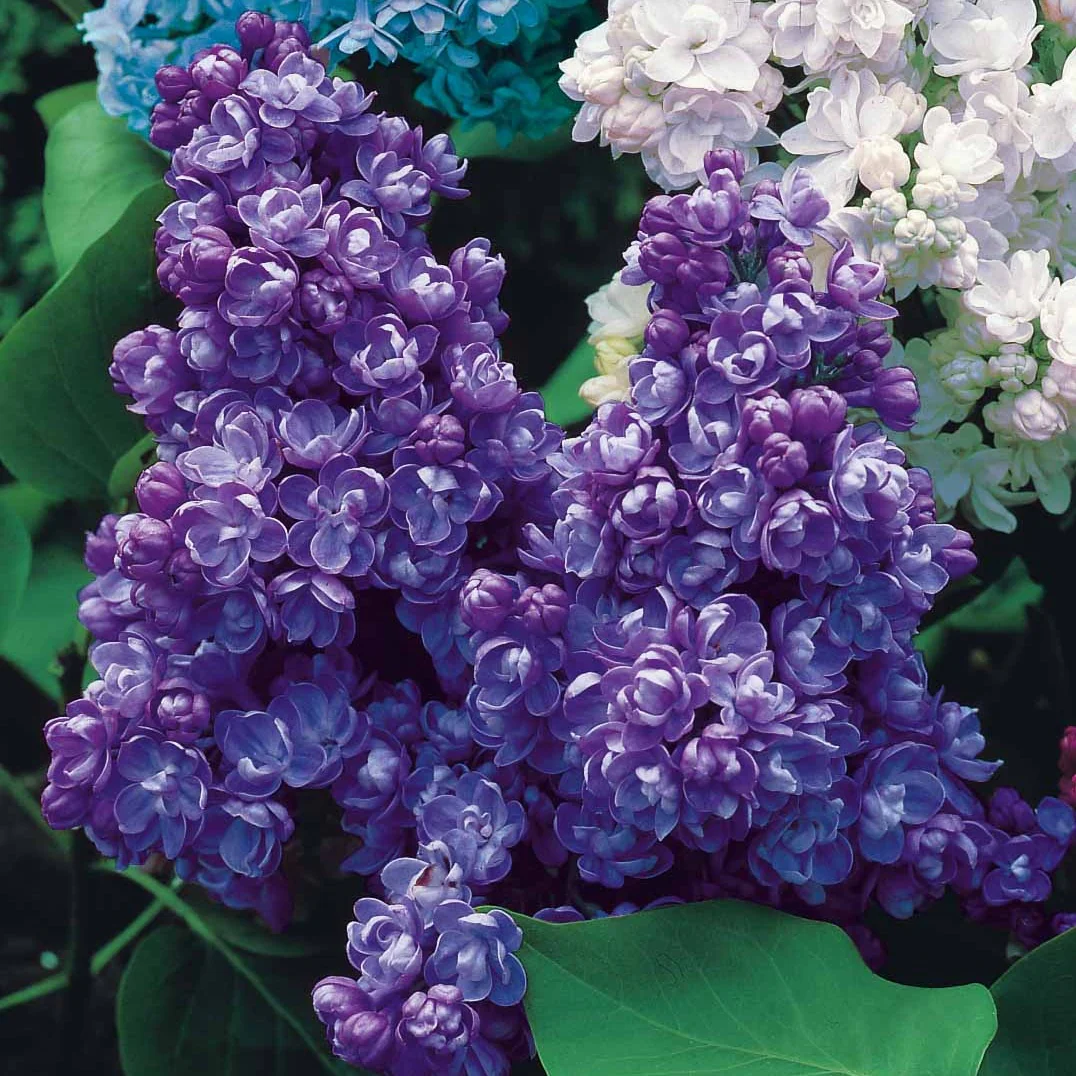 Image du produit 9