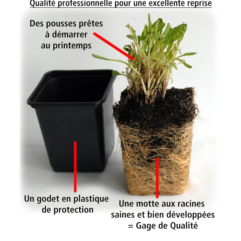 Image du produit 8