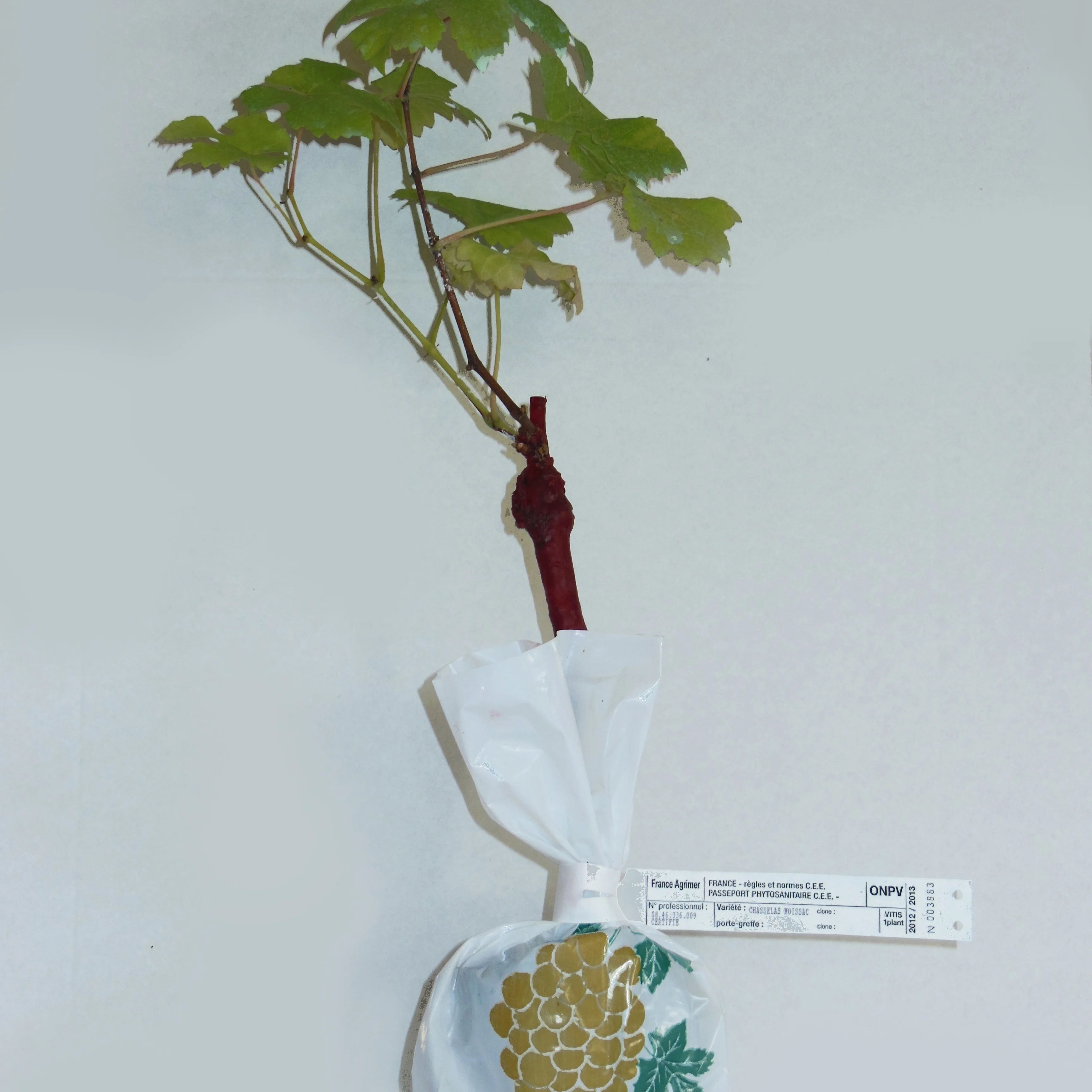 Image du produit 6