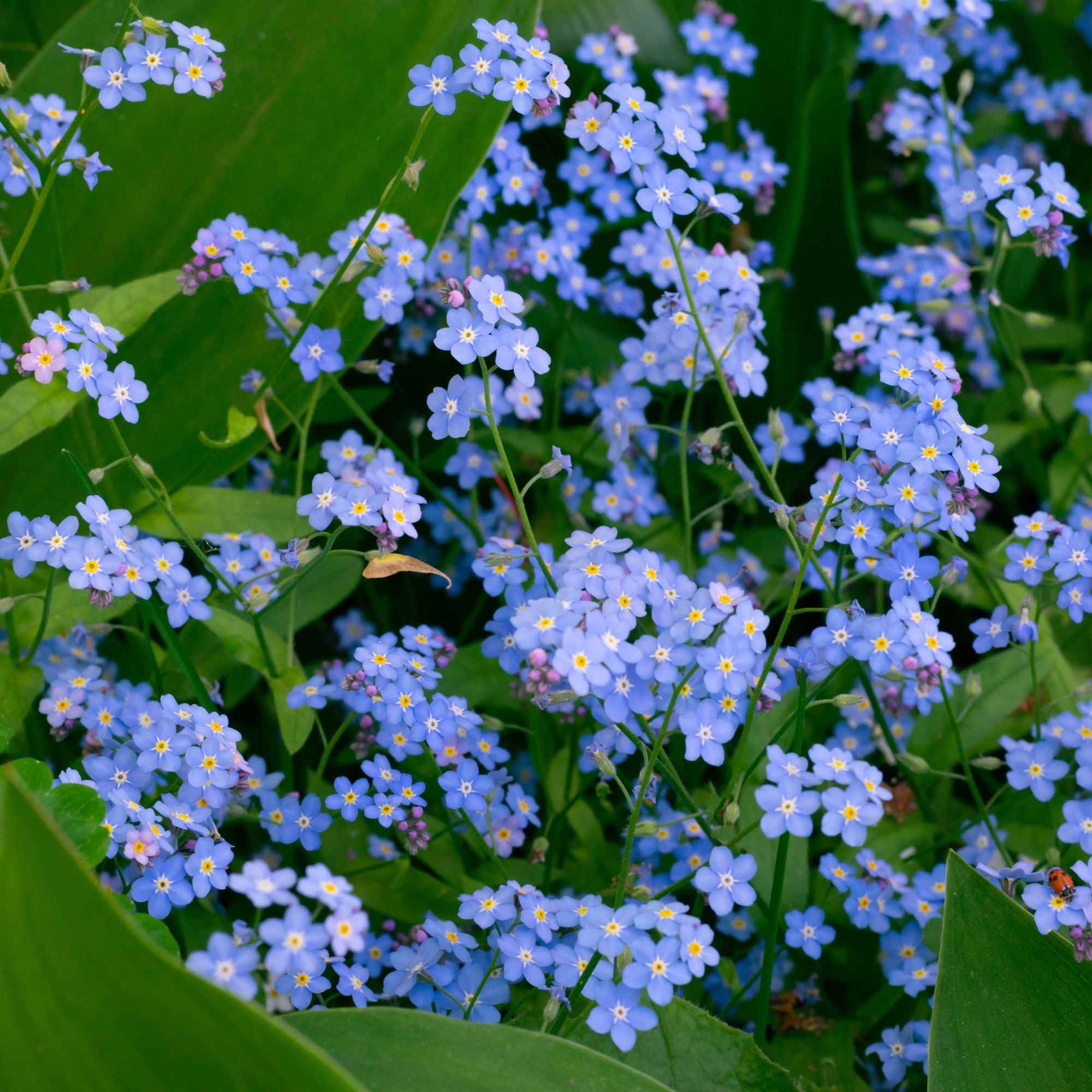 Miniature 2